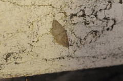 Digrammia muscariata