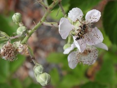 Toxoleptura vexatrix