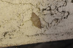 Digrammia muscariata