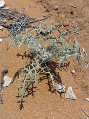 Hymenopappus flavescens