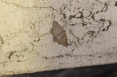 Digrammia muscariata