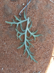 Hymenopappus flavescens