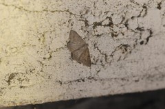 Digrammia muscariata