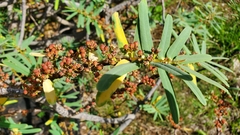 Euphorbia celastroides