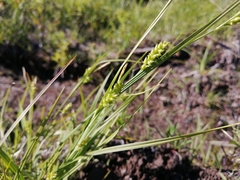 Carex conoidea
