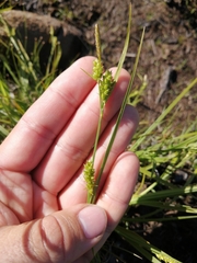 Carex conoidea