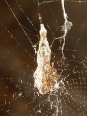 Uloborus diversus