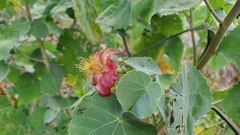 Abutilon menziesii