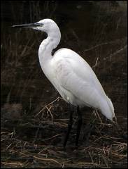 Egretta garzetta