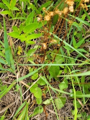 Packera pseudaurea