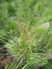 Festuca amplissima