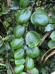 Passiflora orbiculata