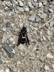 Ancistrocerus spinolae