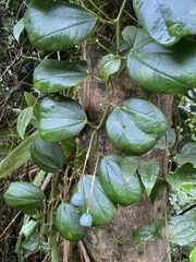 Passiflora orbiculata