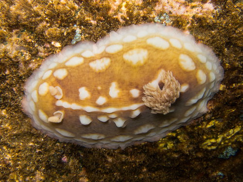 Asteronotus cespitosus
