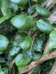 Passiflora orbiculata
