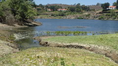 Echinodorus berteroi