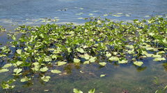 Echinodorus berteroi