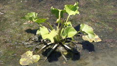 Echinodorus berteroi