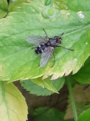 Tachinidae