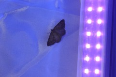 Digrammia muscariata