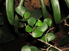 Ficus triangularis