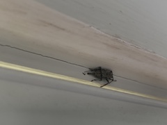 Graphisurus despectus