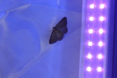 Digrammia muscariata
