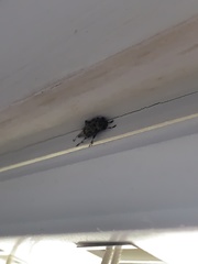 Graphisurus despectus