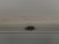 Graphisurus despectus