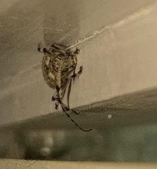 Graphisurus despectus