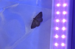 Digrammia muscariata