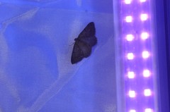 Digrammia muscariata