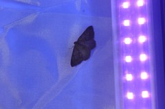 Digrammia muscariata