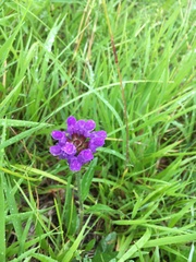 Prunella grandiflora