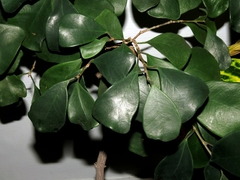 Ficus triangularis