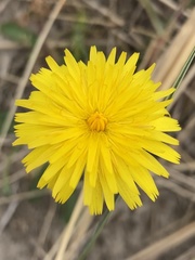 Hypochaeris radicata
