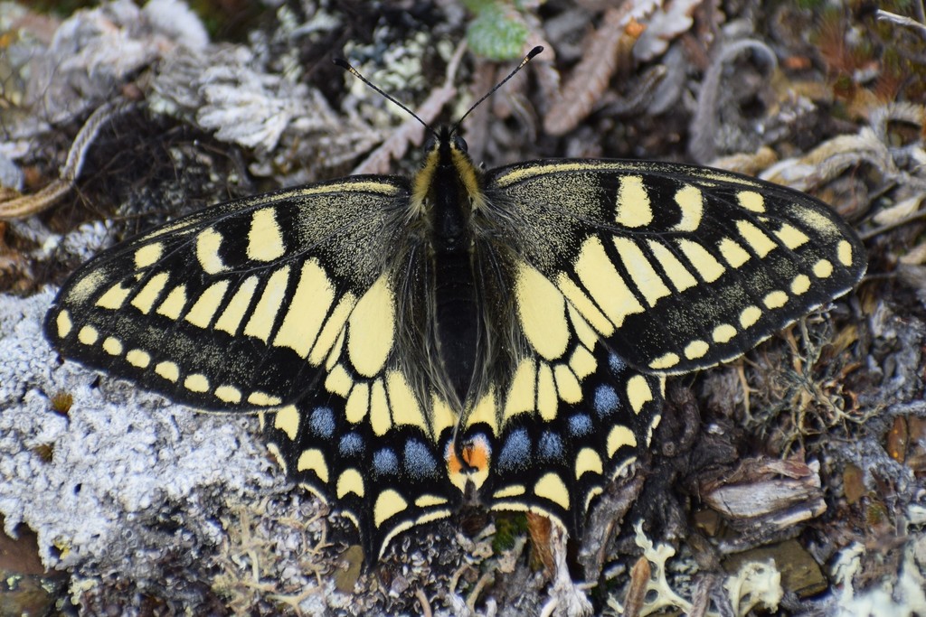 Alaskan Old World Swallowtail