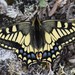 Papilio machaon aliaska - Photo (c) sydcannings, μερικά δικαιώματα διατηρούνται (CC BY-NC), uploaded by sydcannings