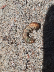 Euplexia benesimilis