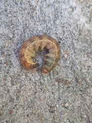 Euplexia benesimilis