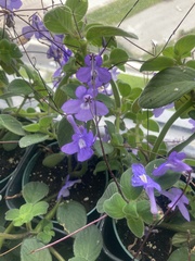 Streptocarpus saxorum