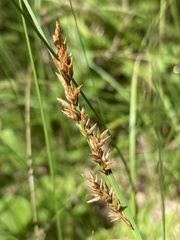 Carex prairea