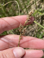 Carex prairea