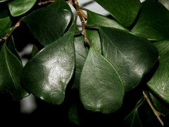 Ficus triangularis