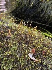 Platylomella lescurii