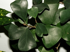 Ficus triangularis