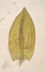 Platylomella lescurii
