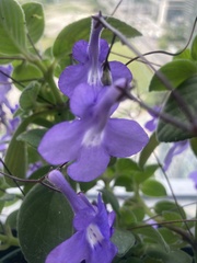 Streptocarpus saxorum