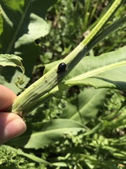 Gastrophysa cyanea
